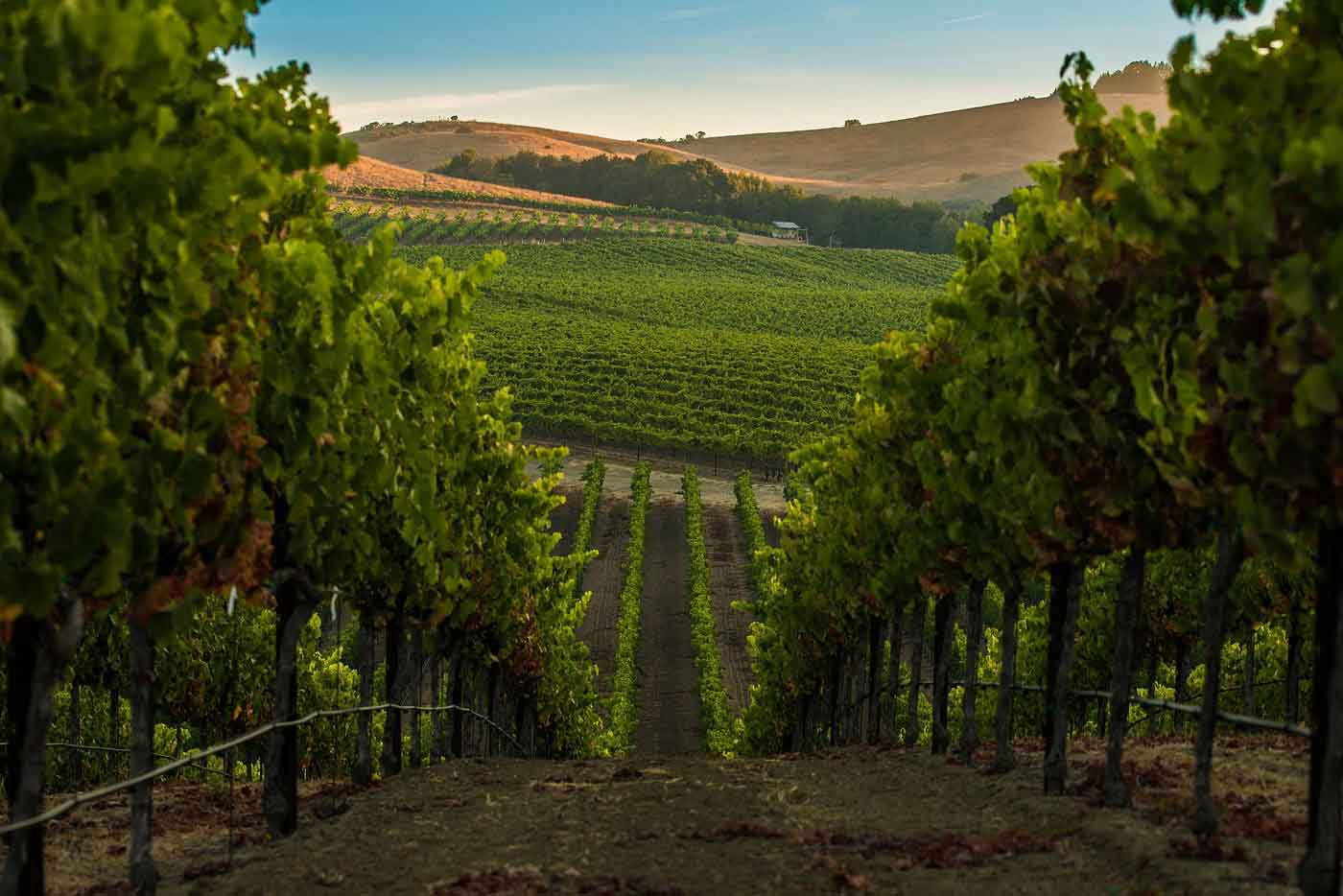 Napa valley vineyard