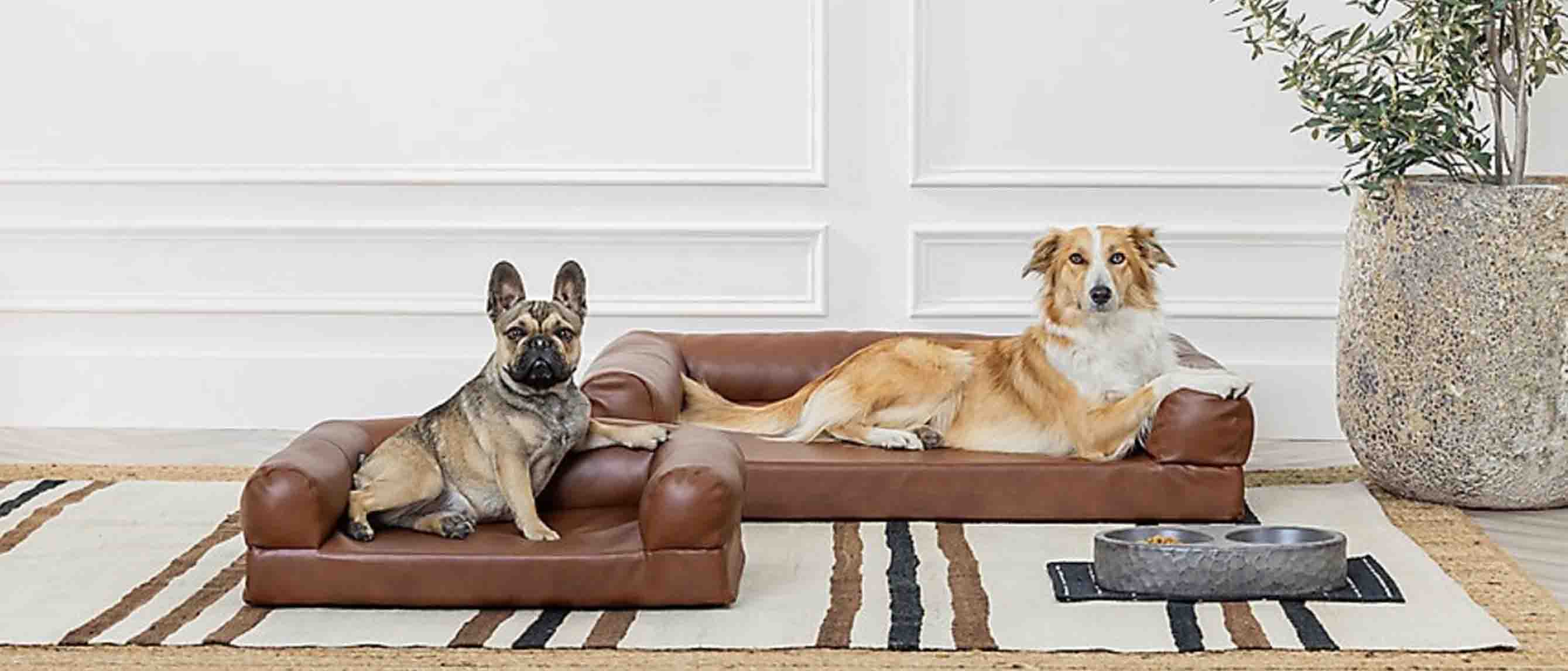Two dogs on dog beds in living room