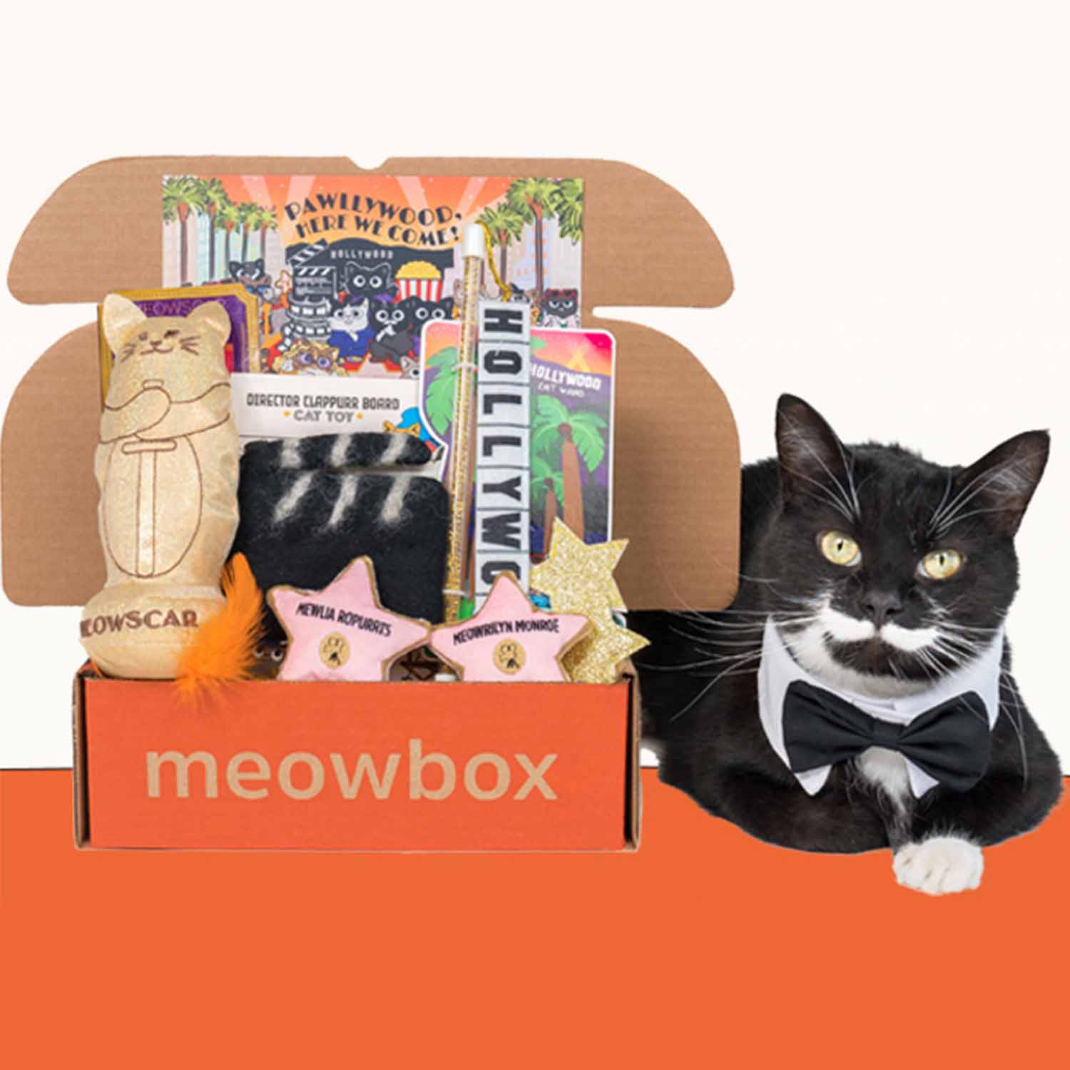 cat sitting next to meowbox 