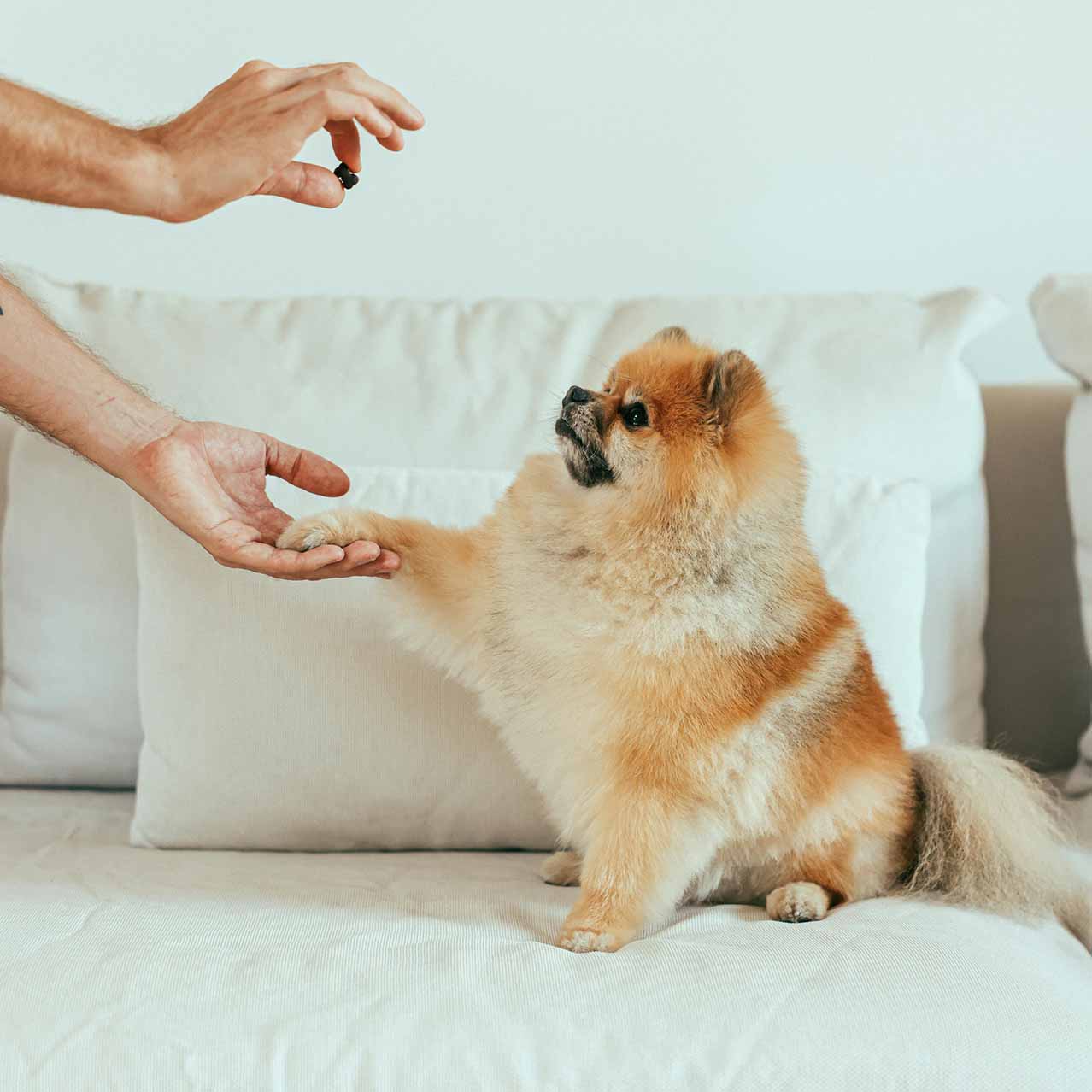 Person holding pomeranian's paw with a treat in another hand