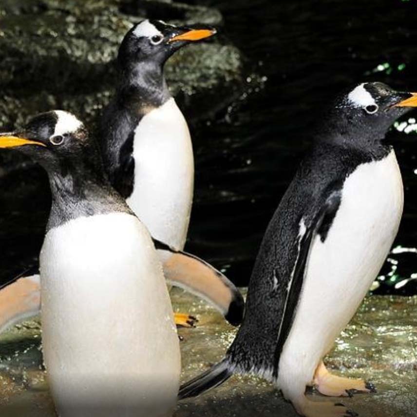 Penguins in central park zoo